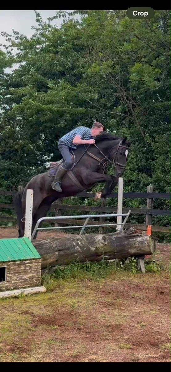 ⭐️Irish draft gelding⭐️ - Image 1