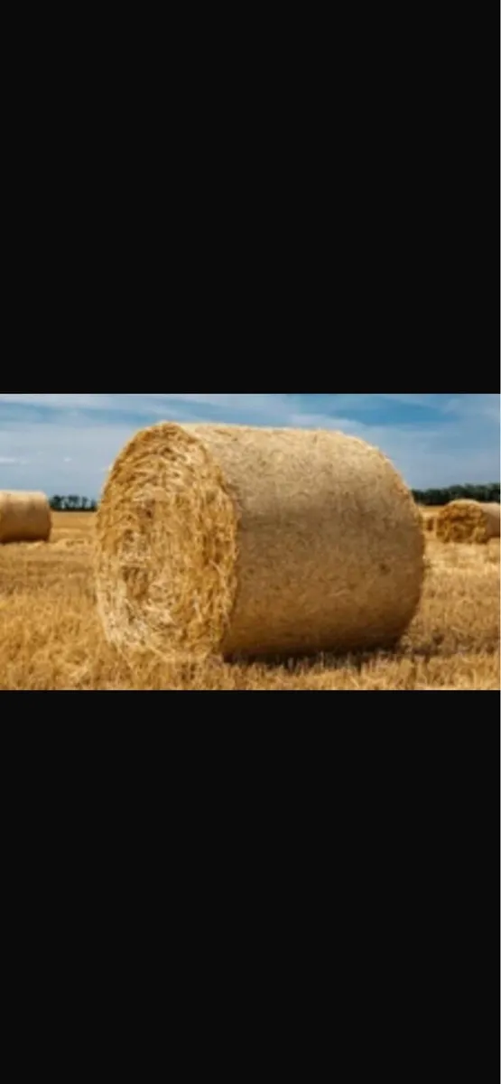 Hay