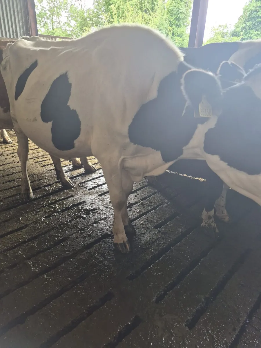 Dairy Cow suitable for sucking calves - Image 3