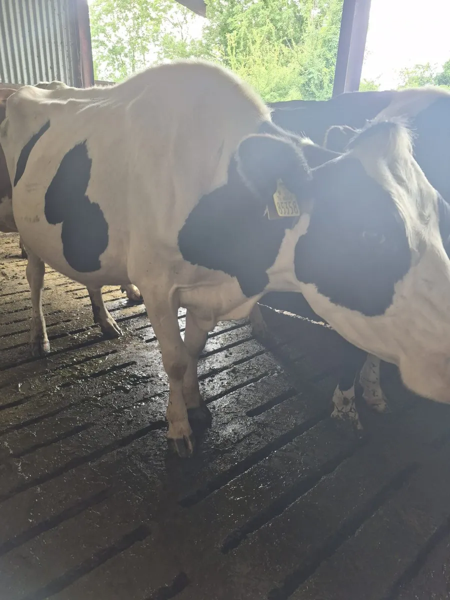 Dairy Cow suitable for sucking calves - Image 1
