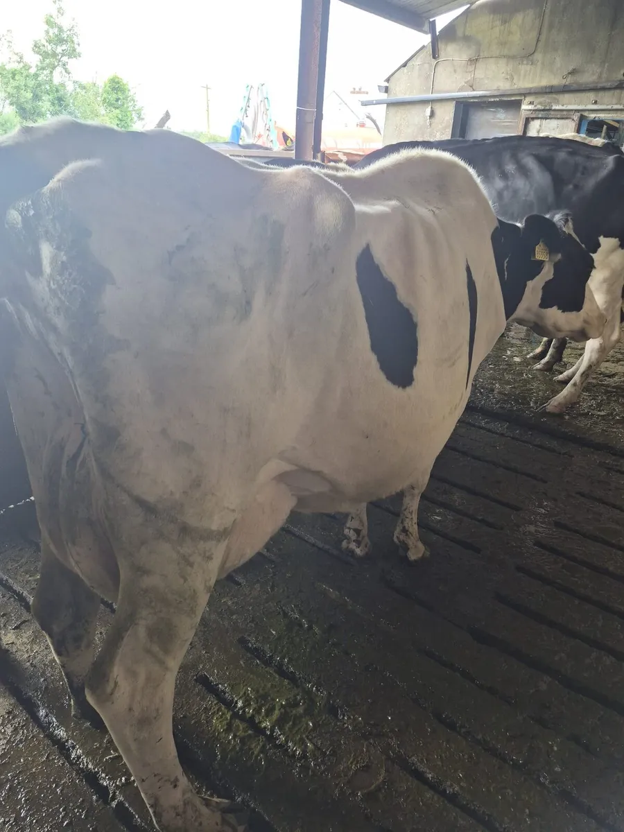 Dairy Cow suitable for sucking calves - Image 2