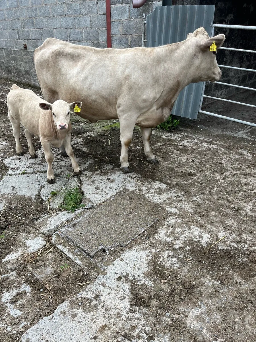 Cattle - Image 1