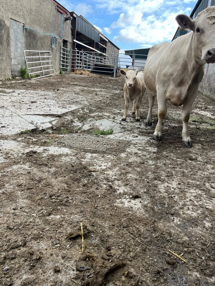 Cattle - Image 2