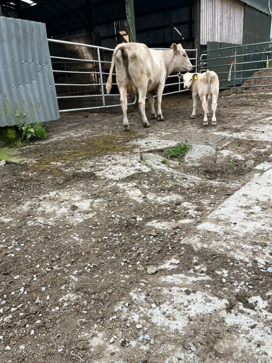 Cattle - Image 3