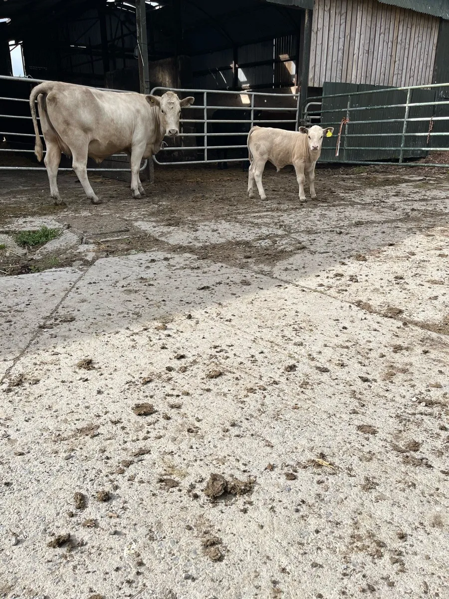 Cattle - Image 4