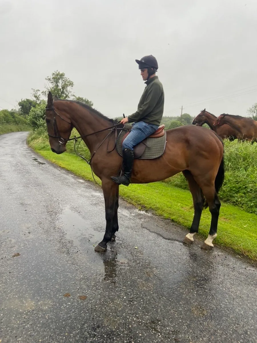 4yr old 17.1 ISH Gelding - Image 1