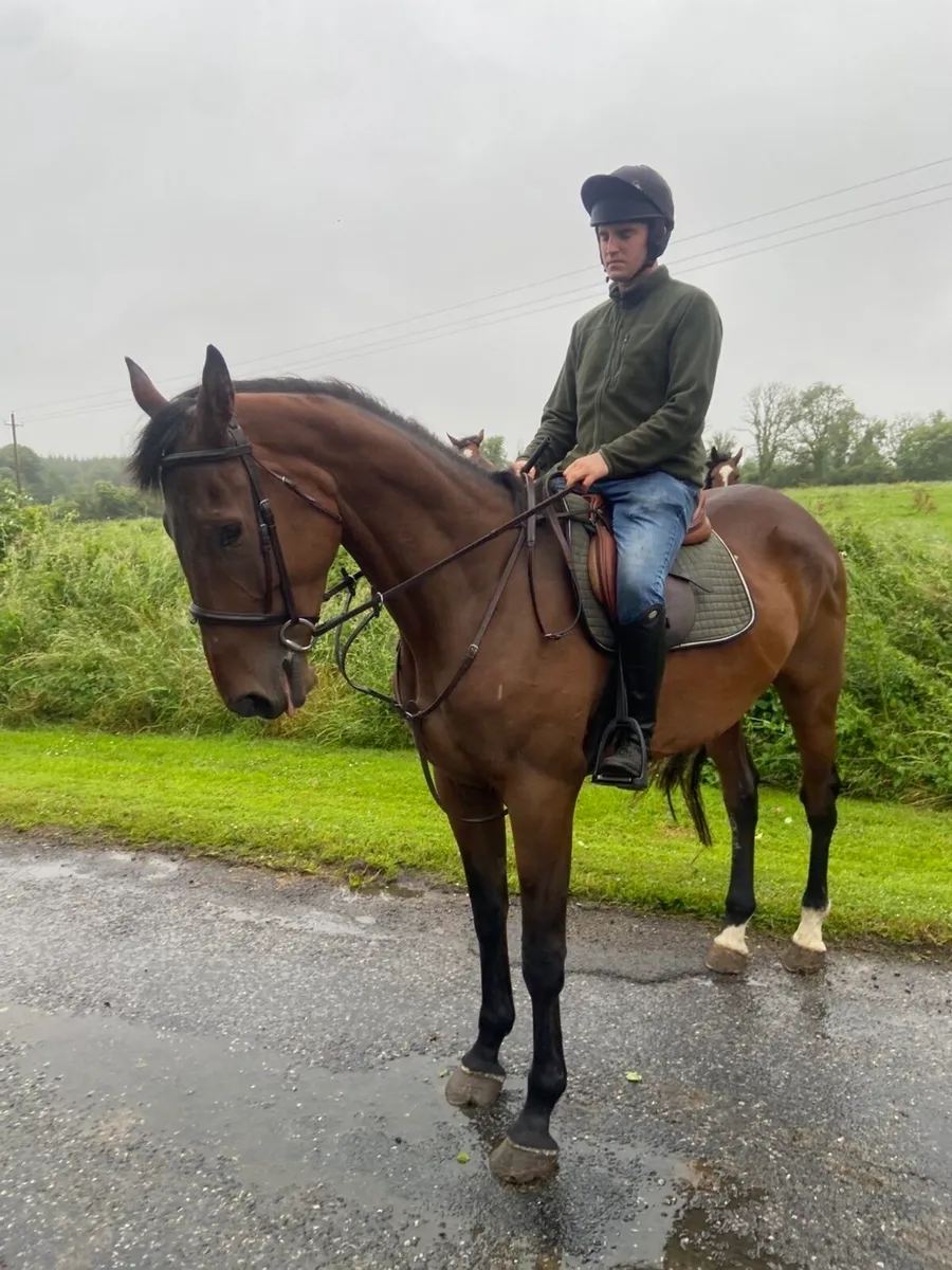 4yr old 17.1 ISH Gelding - Image 2