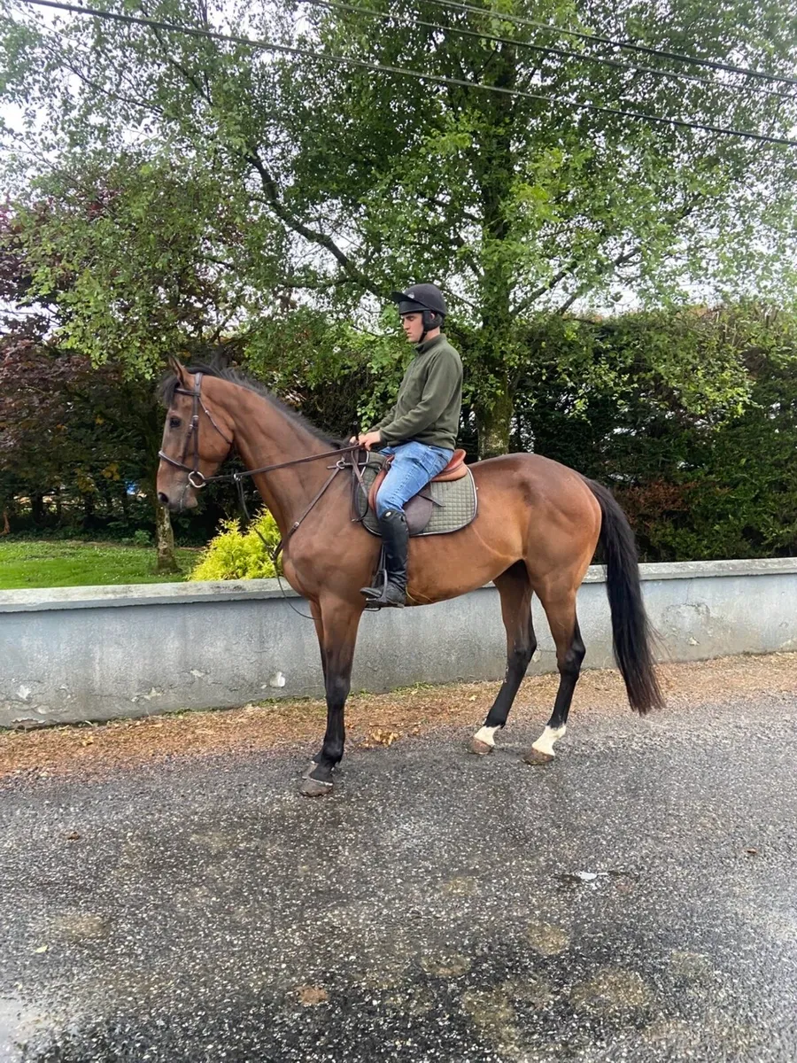 4yr old 17.1 ISH Gelding - Image 3