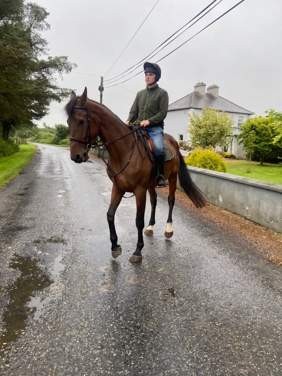 4yr old 17.1 ISH Gelding - Image 4
