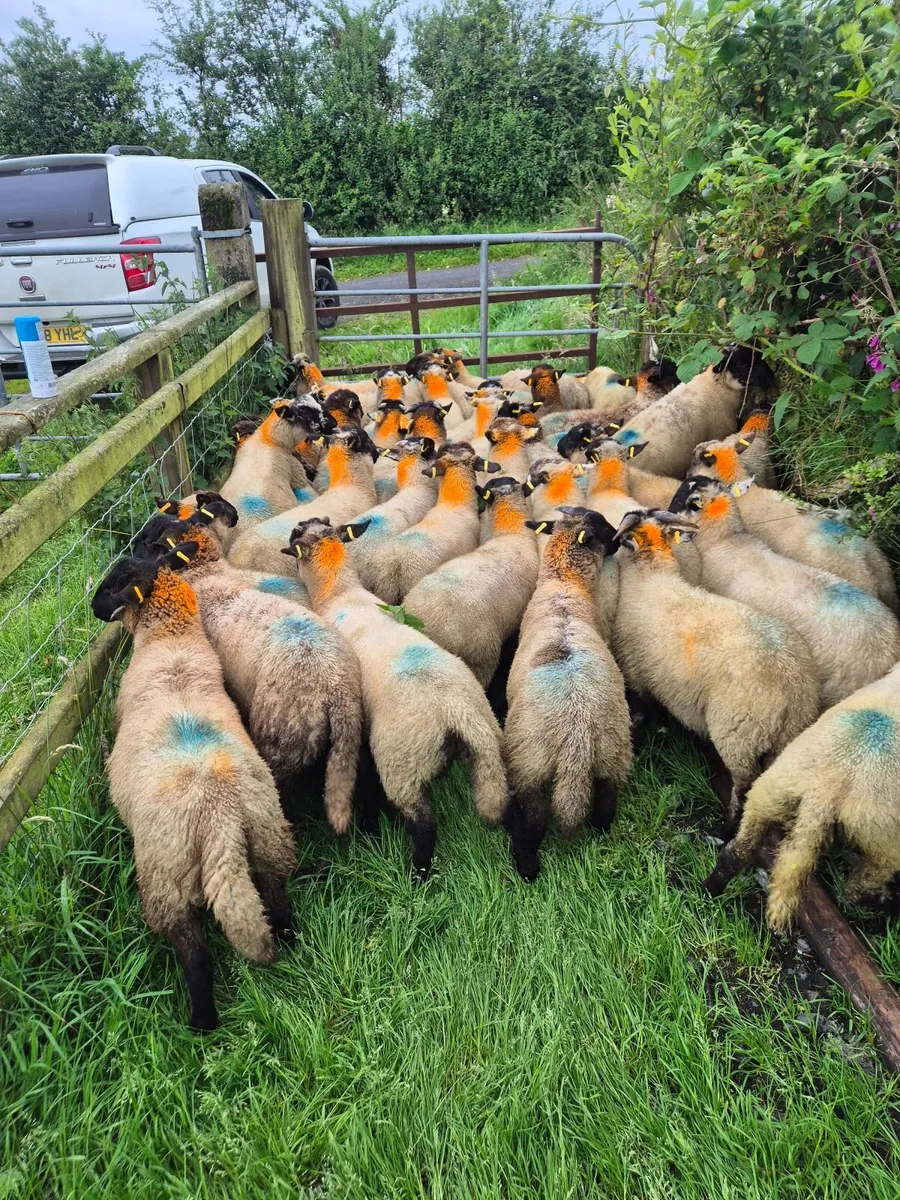 Sheep - Image 1