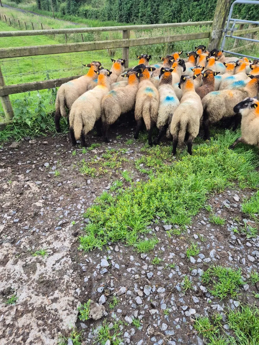 Sheep - Image 2