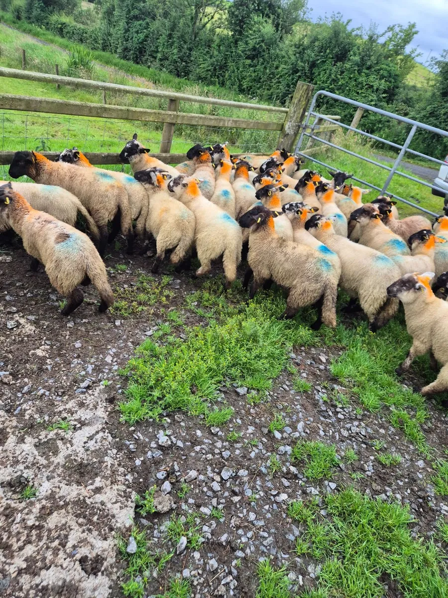 Sheep - Image 3