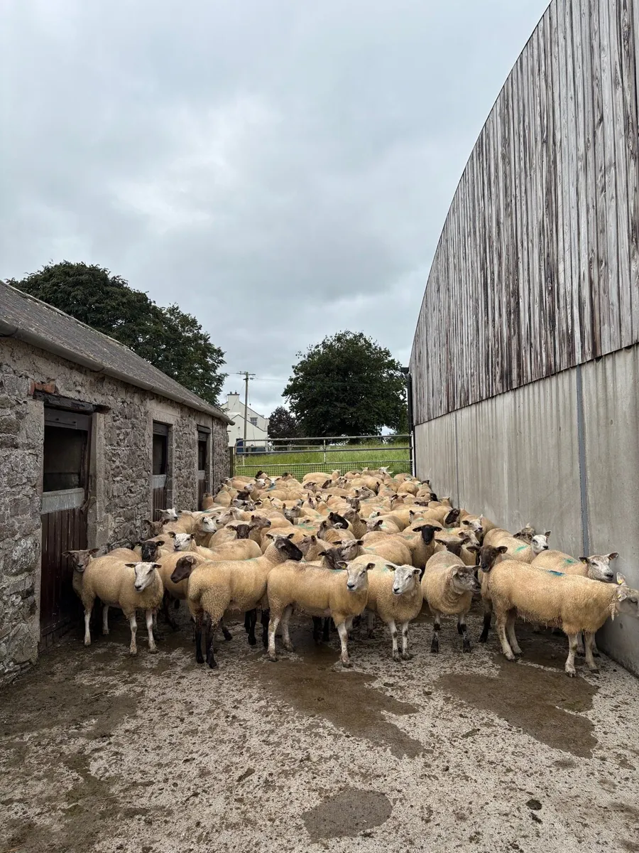 Hoggets for sale - Image 1
