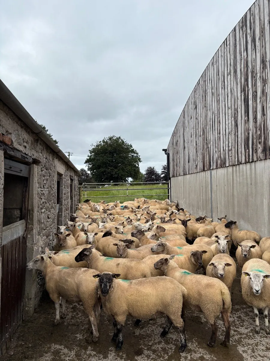 Hoggets for sale - Image 2