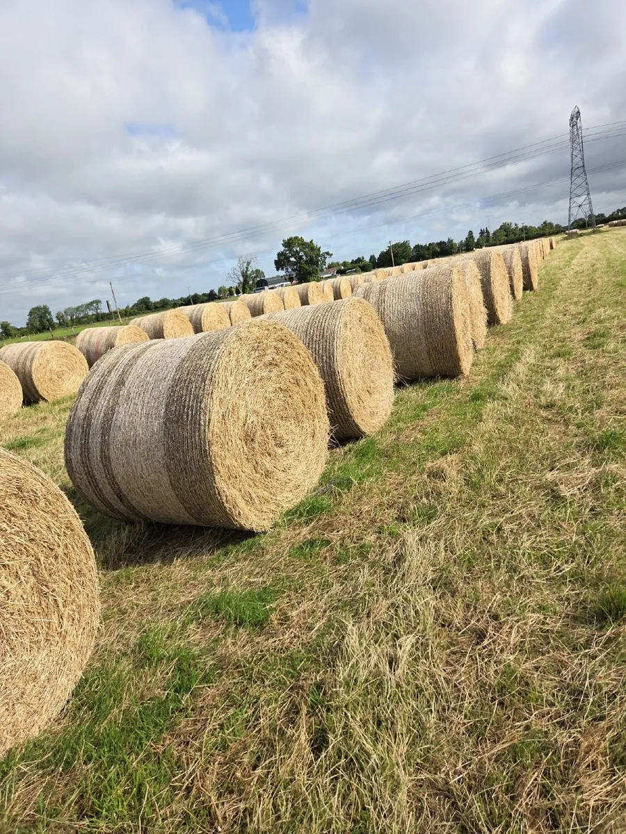 Hay for Sale - Image 1