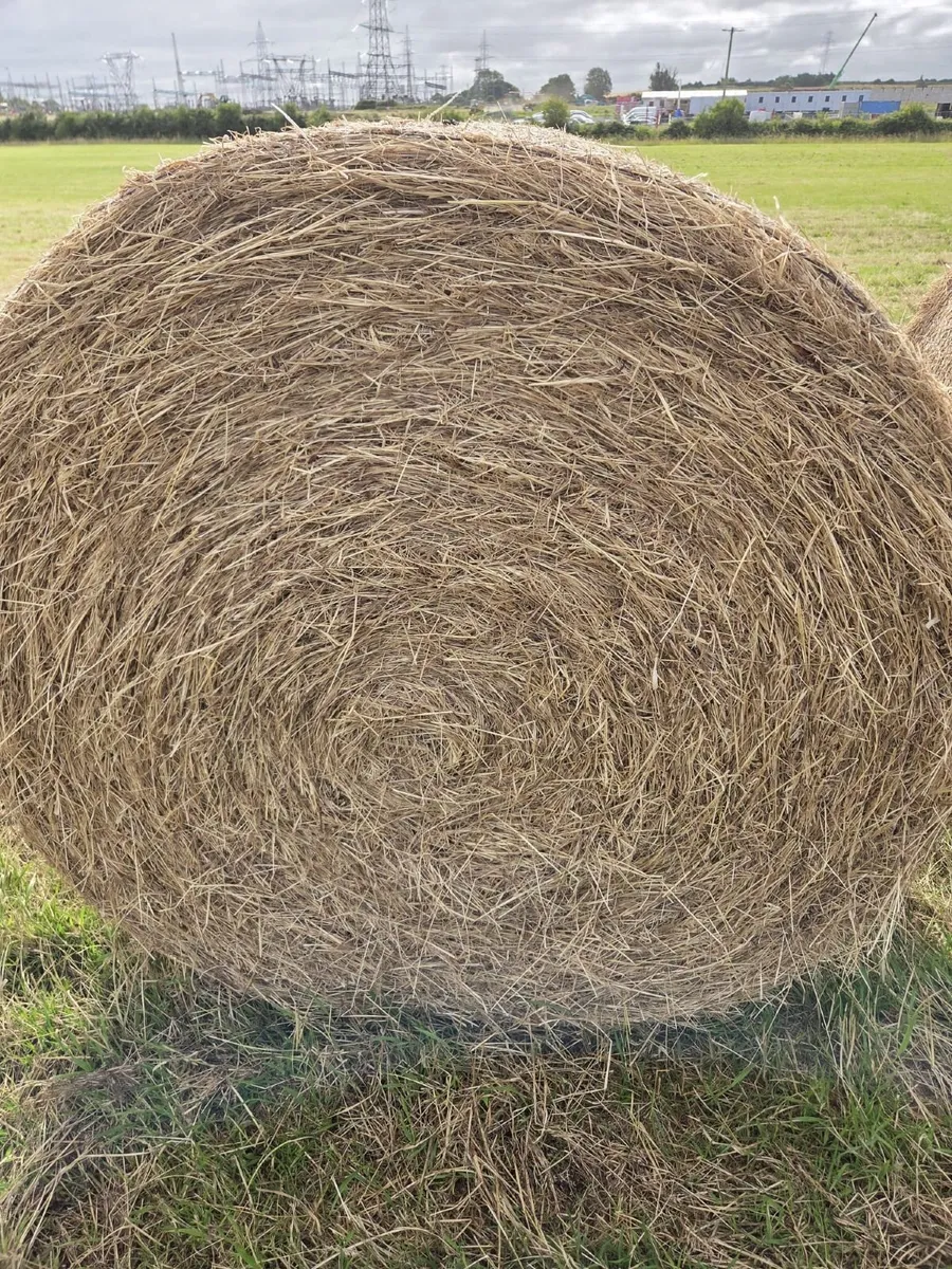 Hay for Sale - Image 2