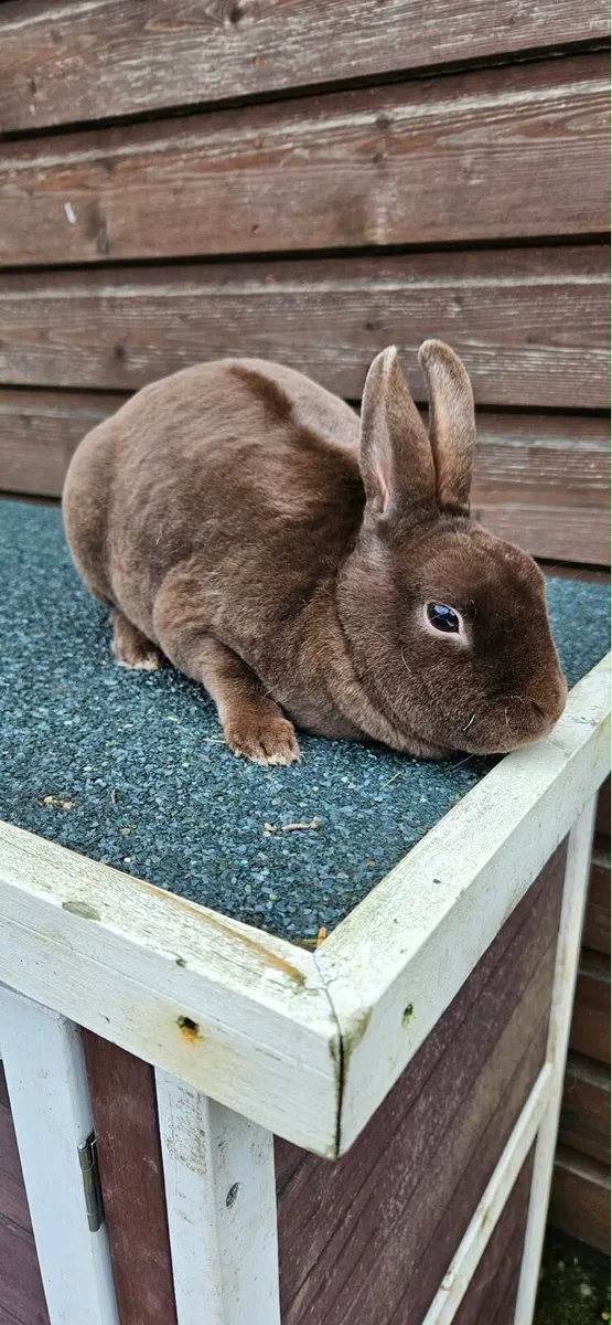 Chocolate Mini Rex - Image 3
