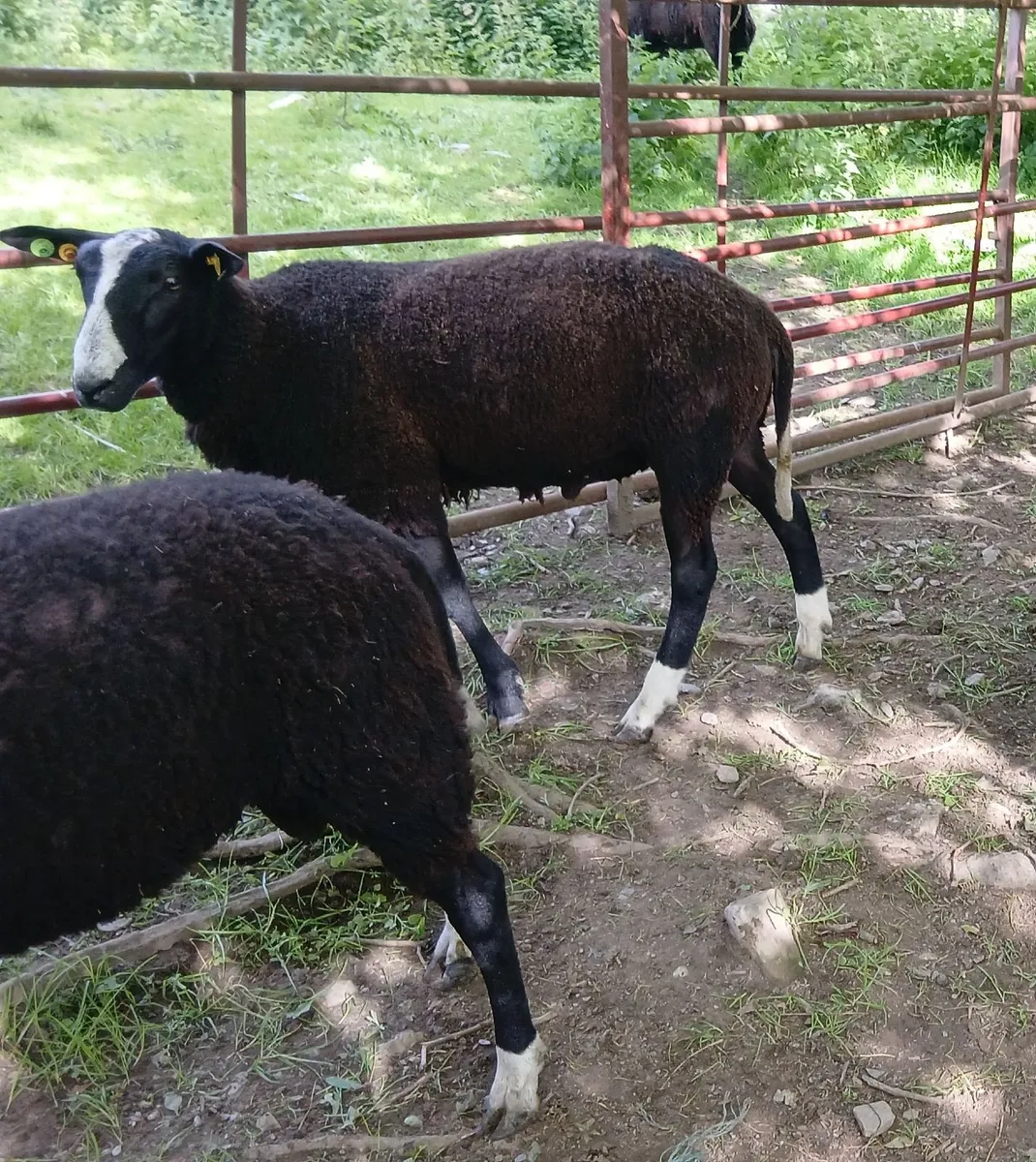 Pedigree Registered Zwartbles  Rams - Image 3