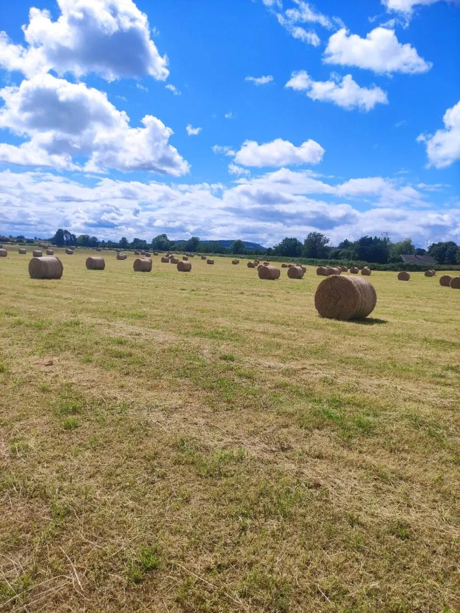 150 Hay bales - Image 1