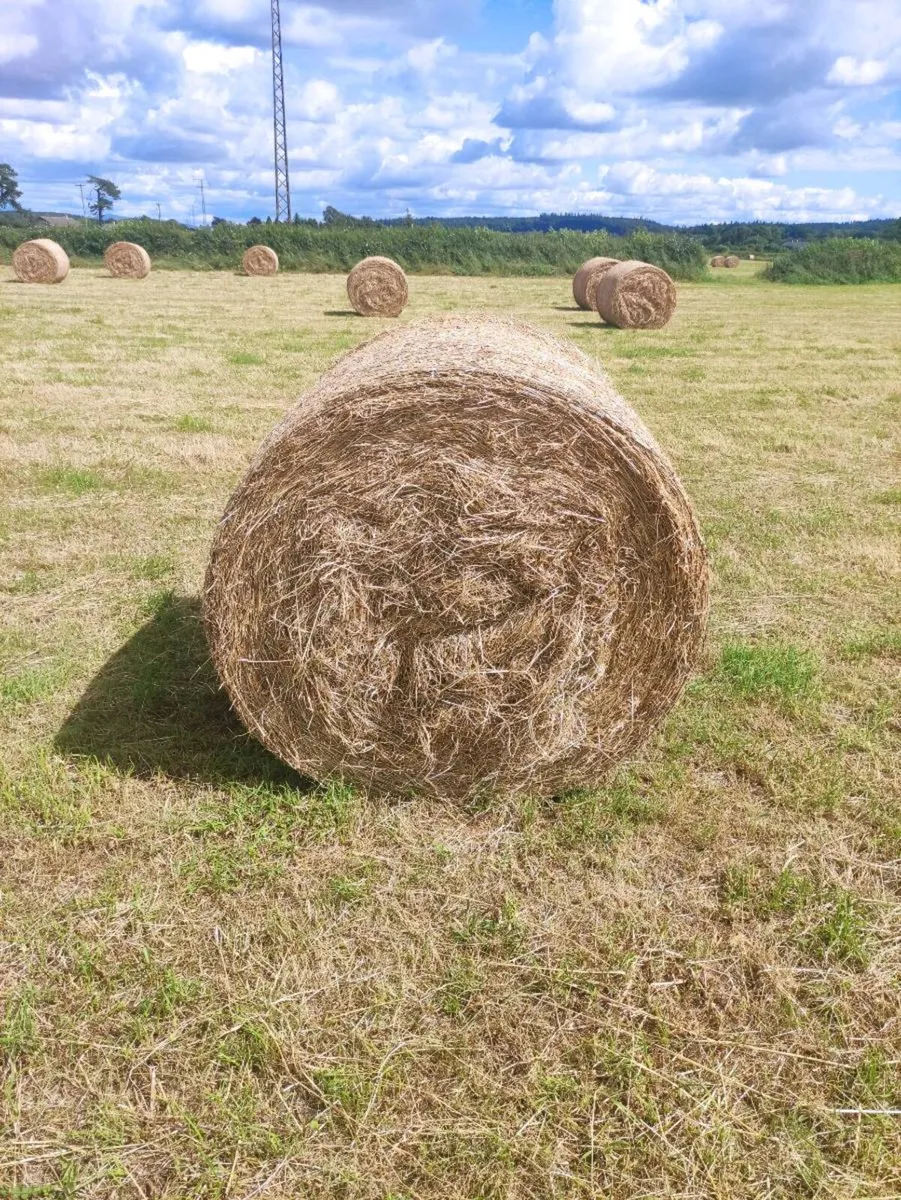 150 Hay bales - Image 2