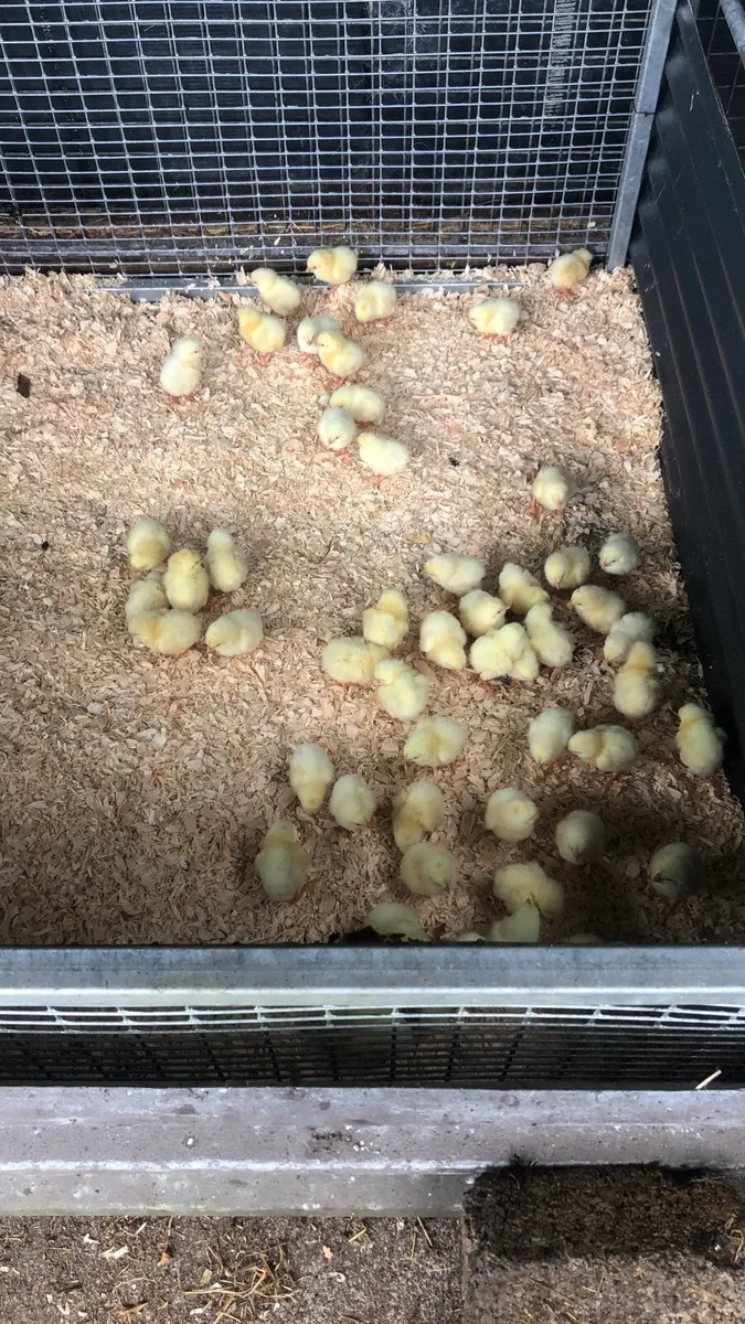 Broiler chicks - Image 1