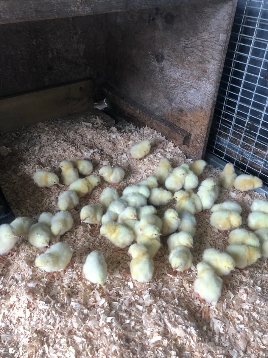 Broiler chicks - Image 2