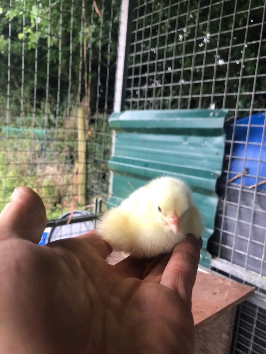 Broiler chicks - Image 3