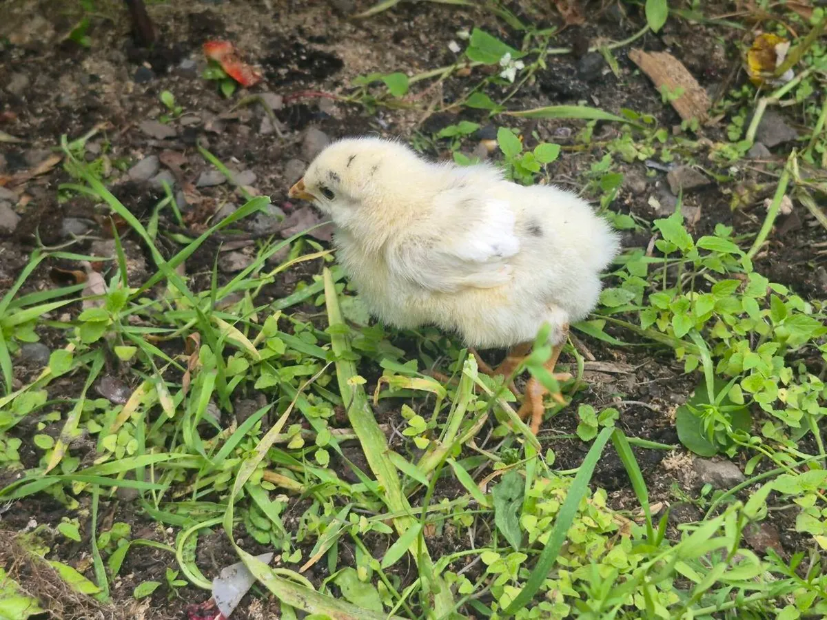 Pure breed chicks 2 weeks old - Image 3