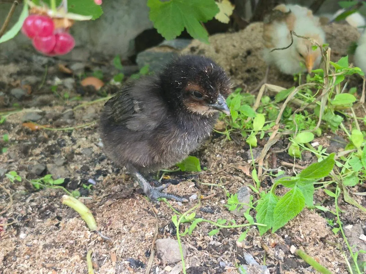 Pure breed chicks 2 weeks old - Image 2