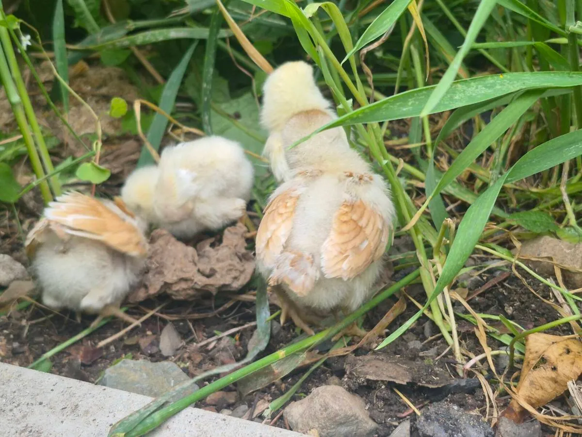 Pure breed chicks 2 weeks old - Image 4