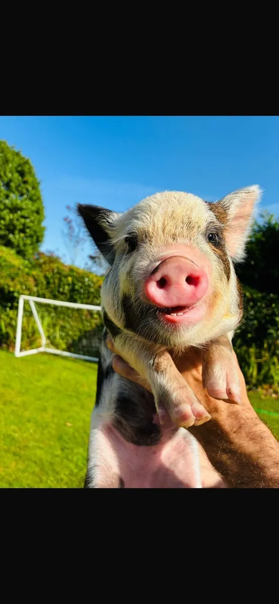 Kune kune piglets - Image 3