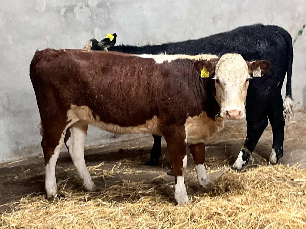Super Suckler Bred Hereford Heifer Weanlings - Image 1
