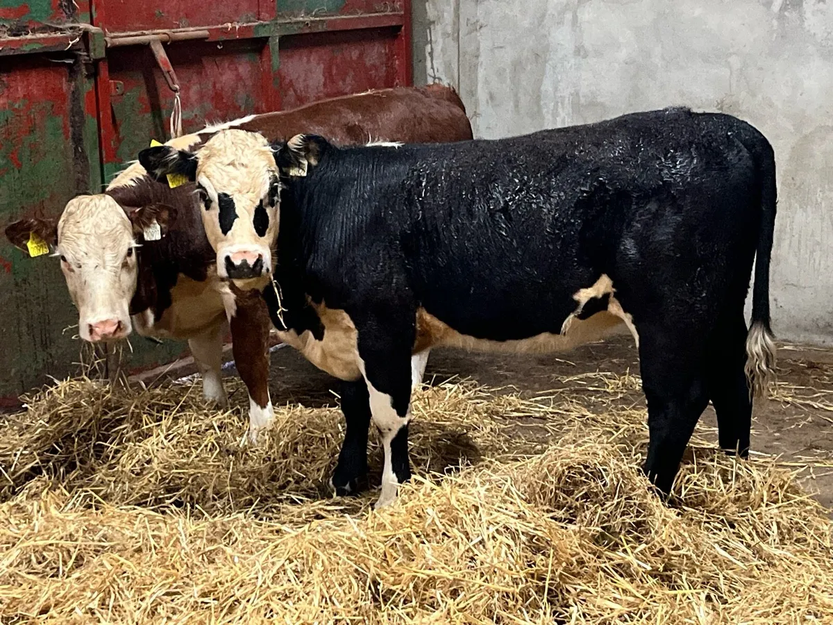 Super Suckler Bred Hereford Heifer Weanlings - Image 2