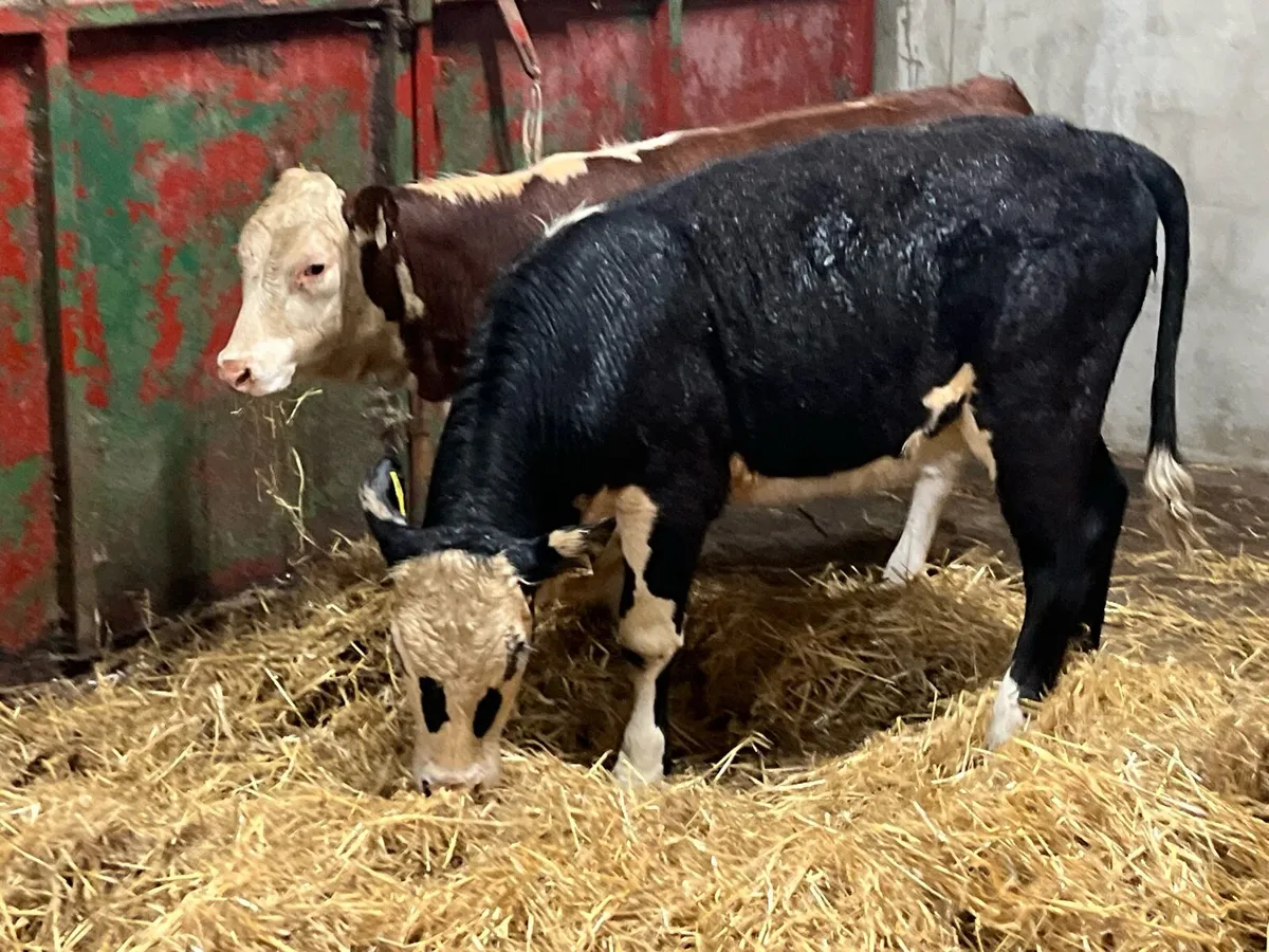 Super Suckler Bred Hereford Heifer Weanlings - Image 3