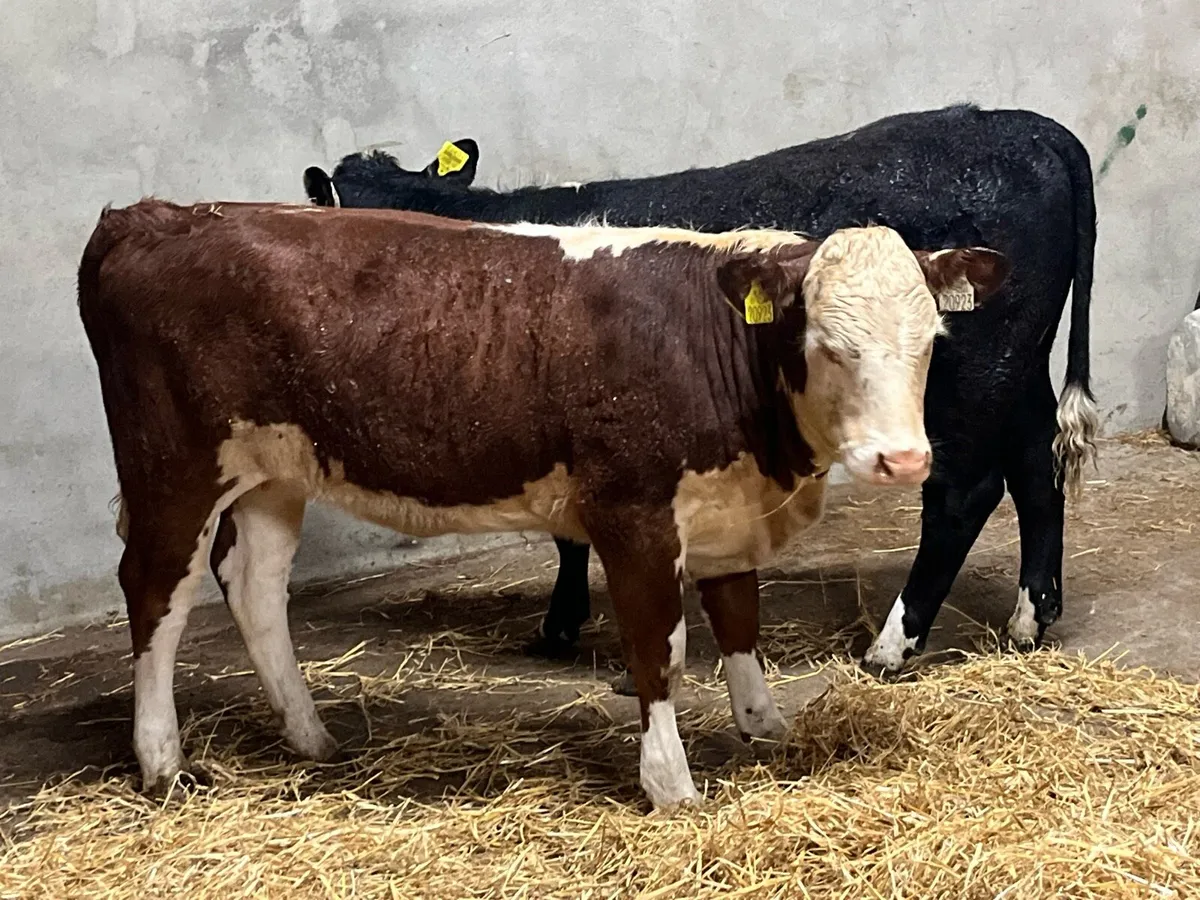 Super Suckler Bred Hereford Heifer Weanlings - Image 4