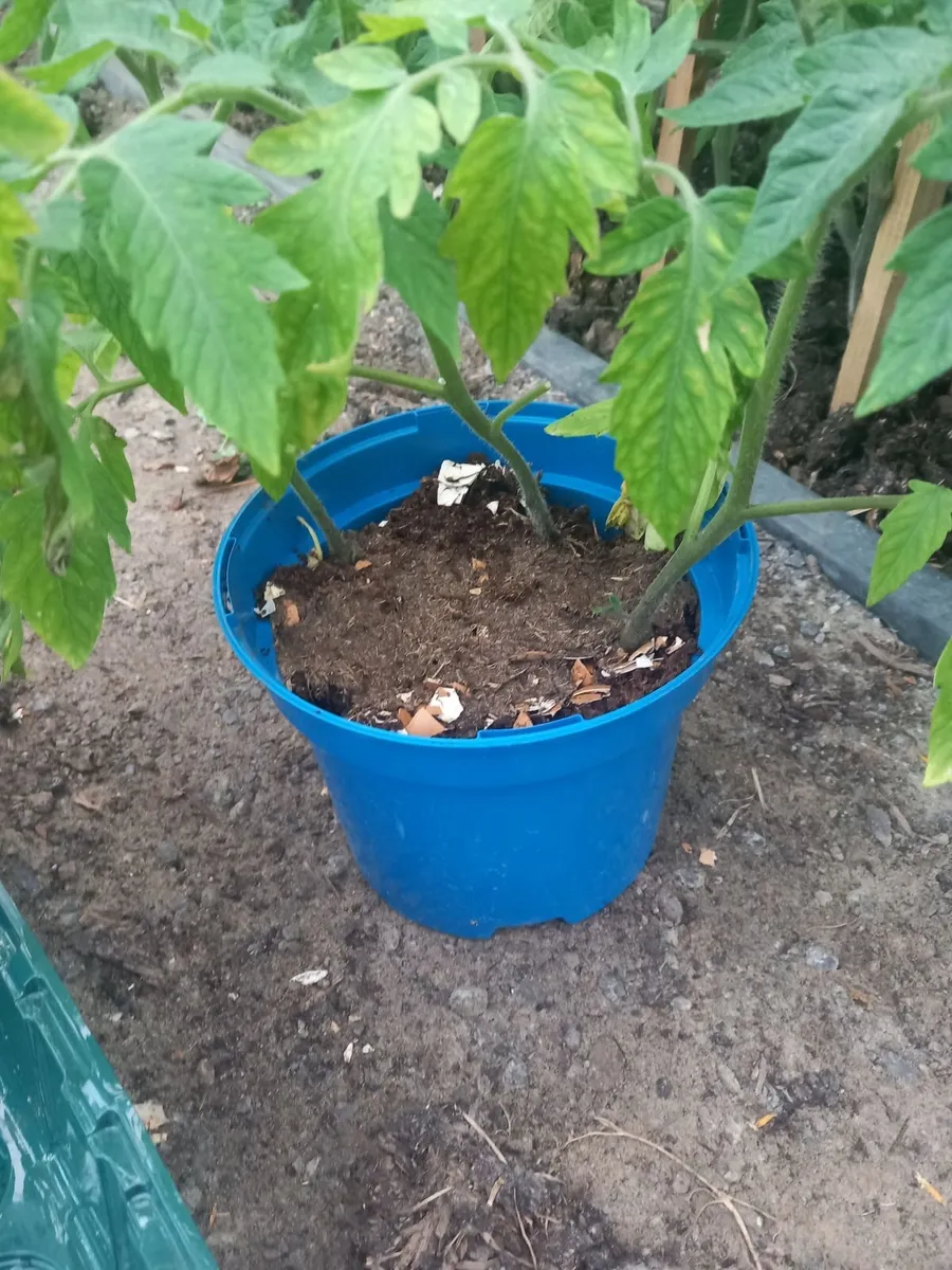 Tomatoe plants - Image 1