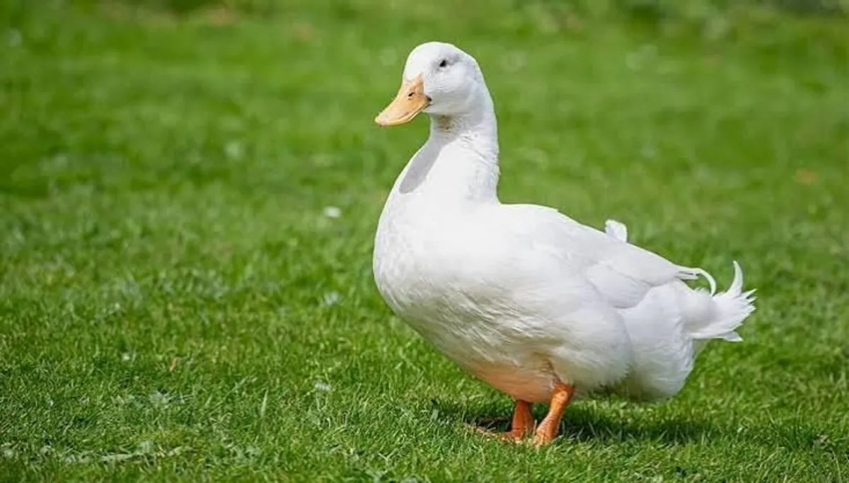 DUCKS - Image 2