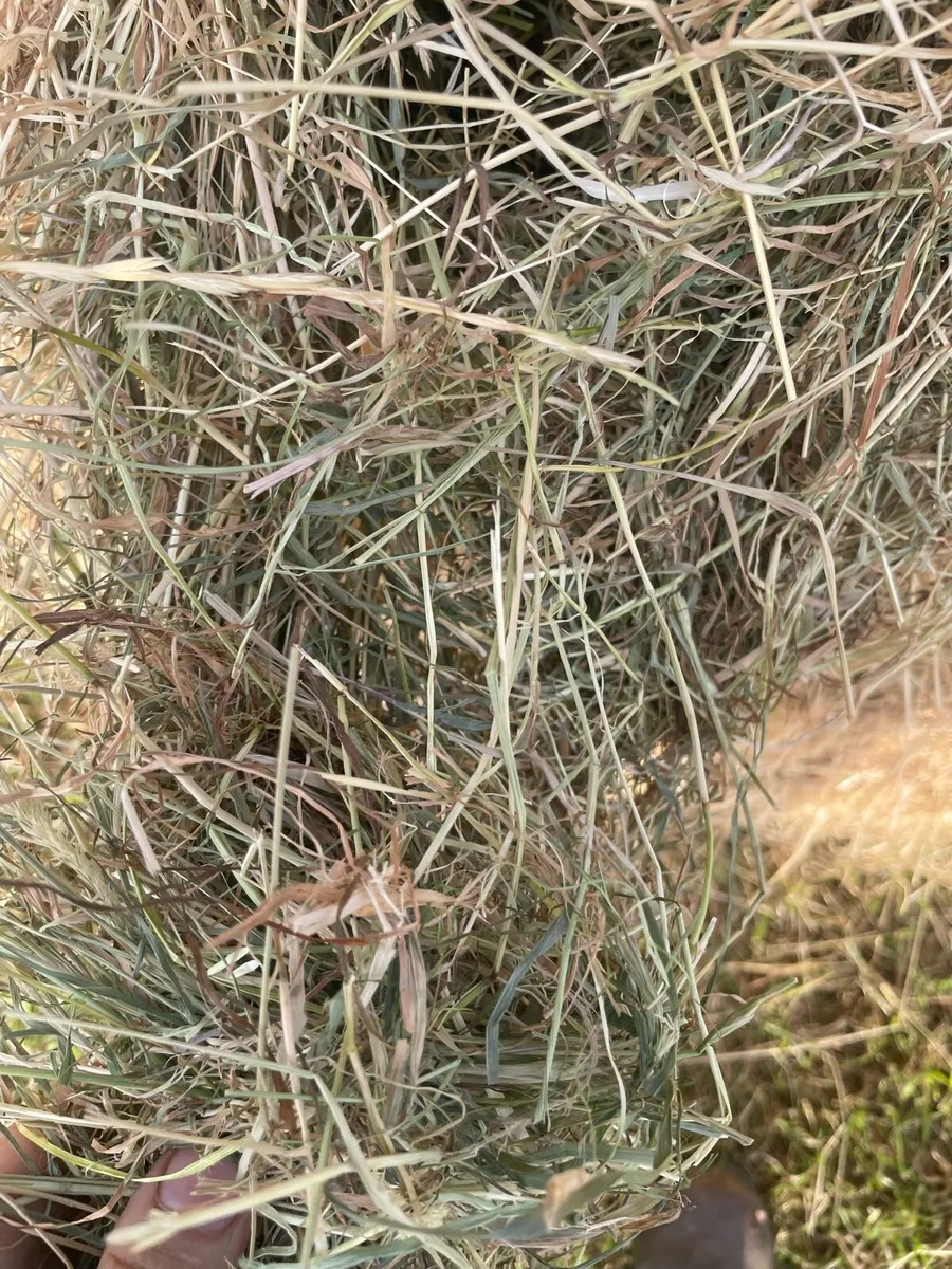 Hay for sale - Image 2