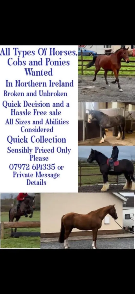 Horses, Cobs and Ponies Bought