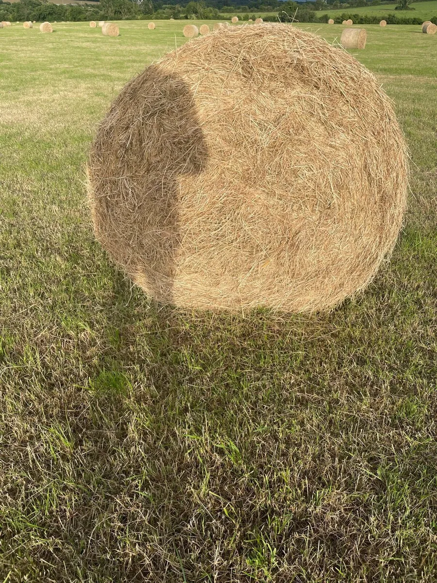 Hay for sale - Image 1