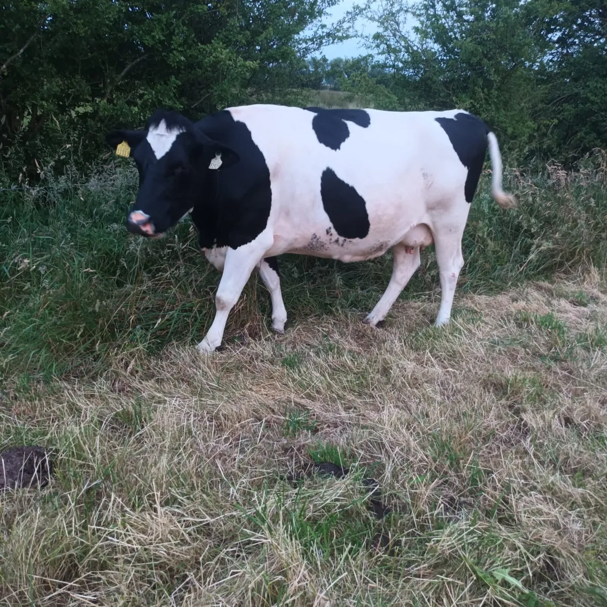 3 incalf dairy cows - Image 3