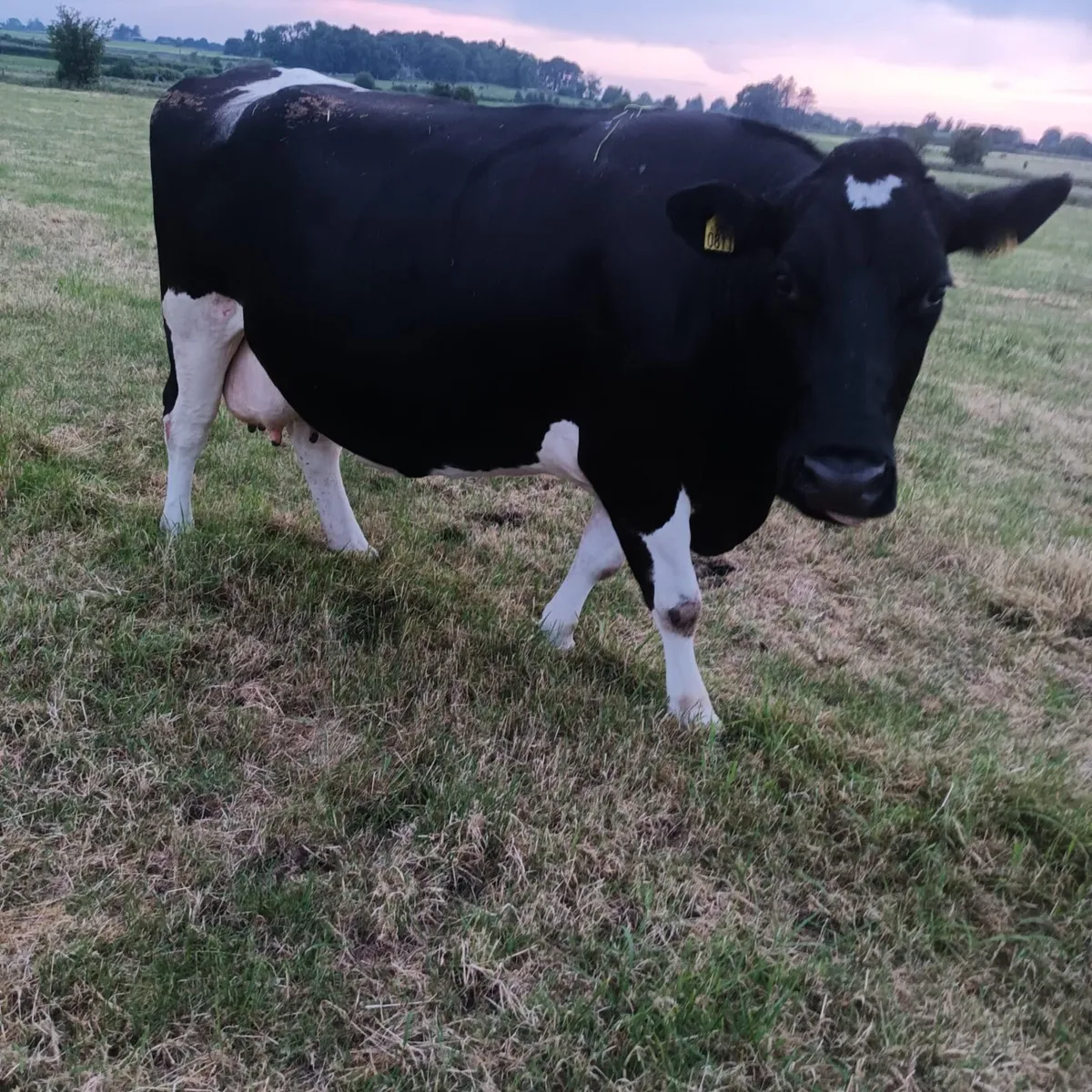 3 incalf dairy cows - Image 1