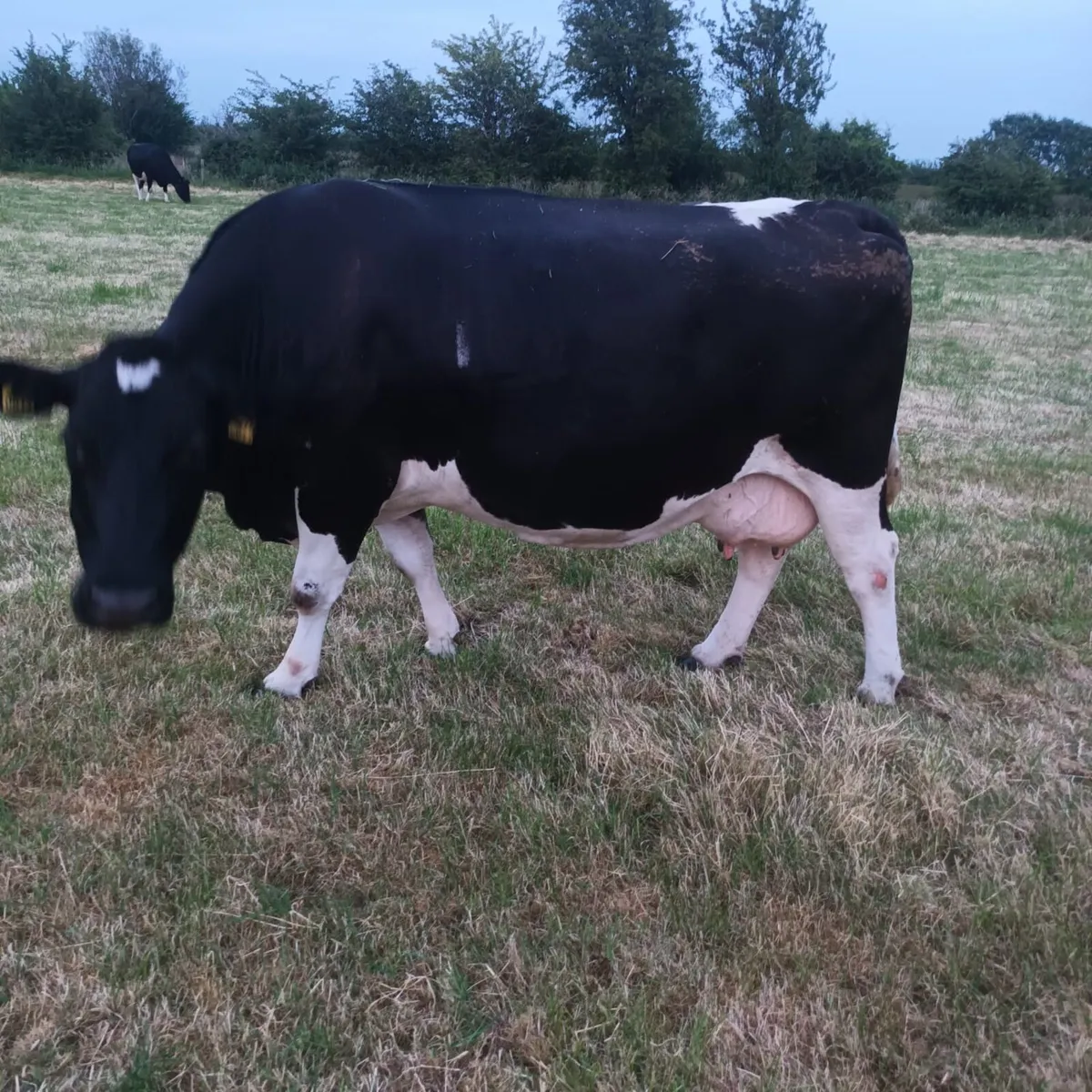 3 incalf dairy cows - Image 2