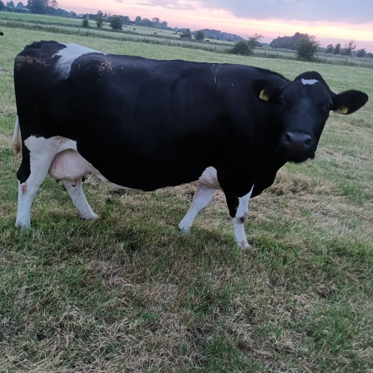3 incalf dairy cows - Image 4
