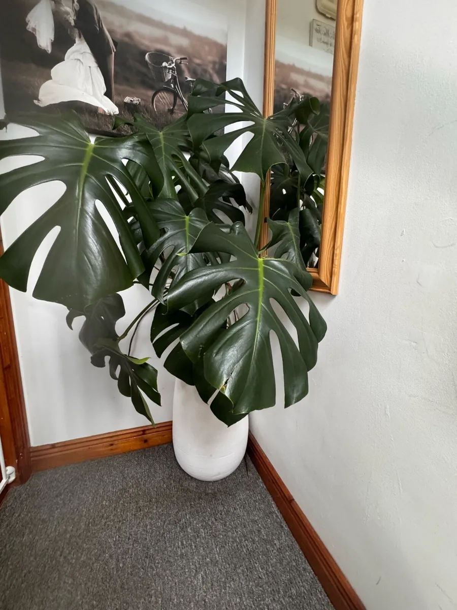 Large monstera plant & Brown Thomas plant pot