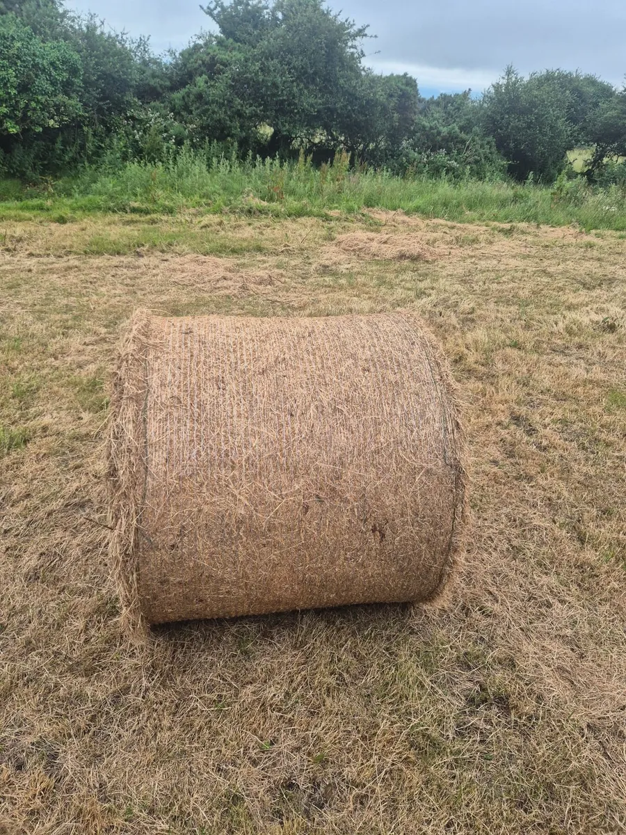 Round bales of hay - Image 1