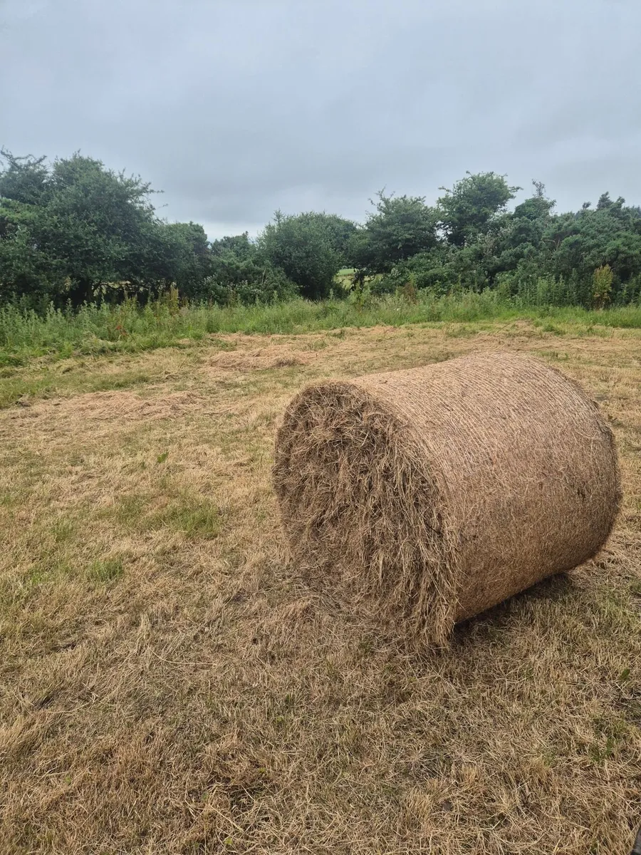 Round bales of hay - Image 2
