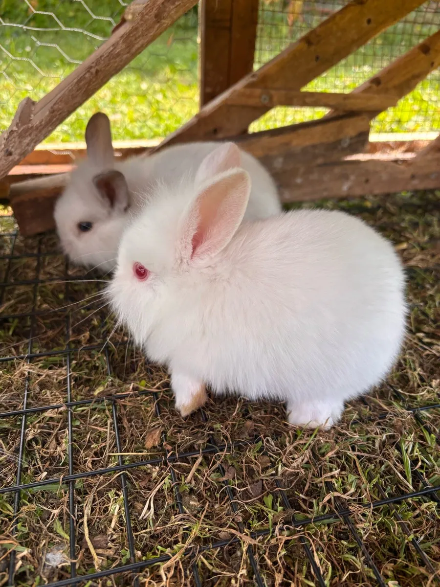 Bunnies - Image 3