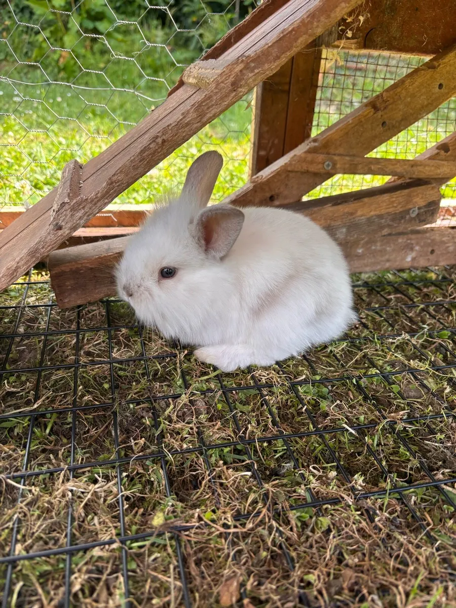 Bunnies - Image 2