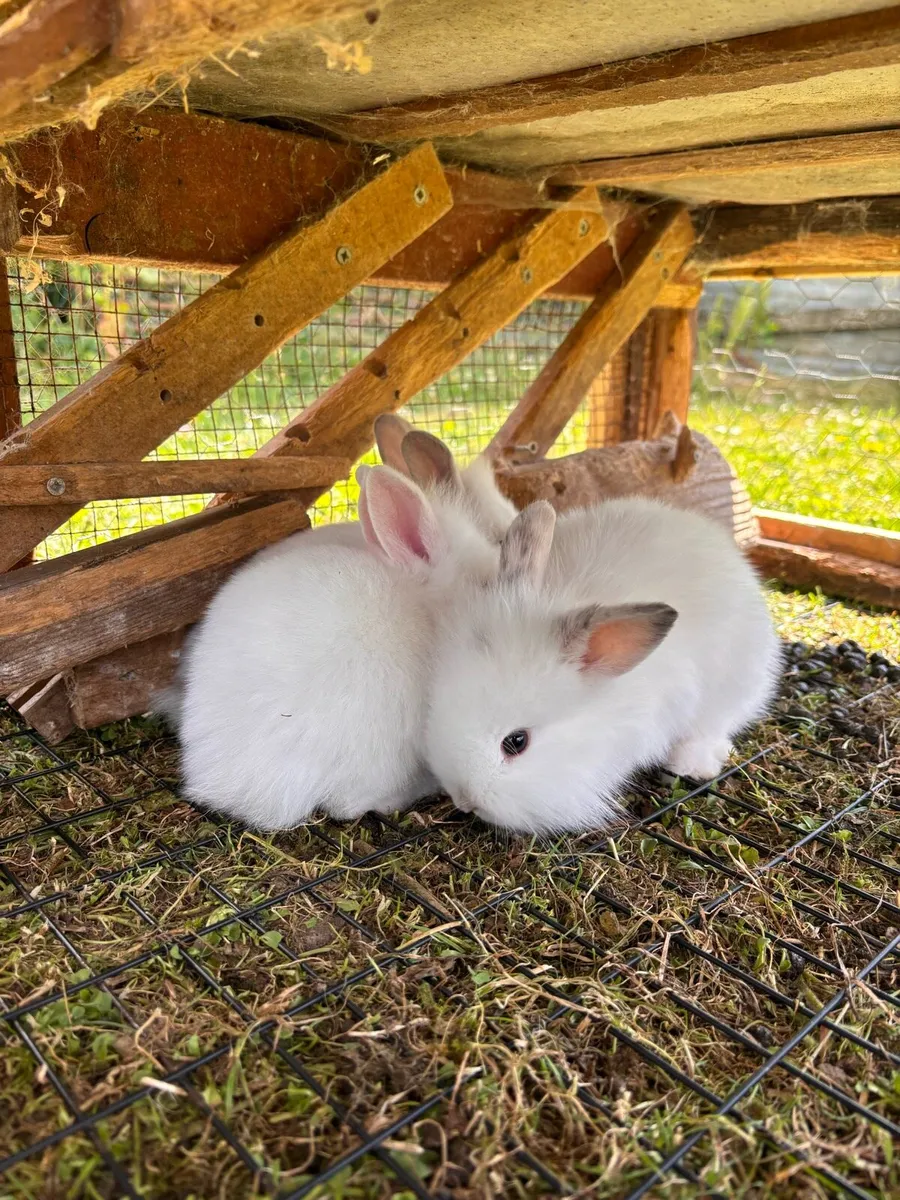 Bunnies - Image 4